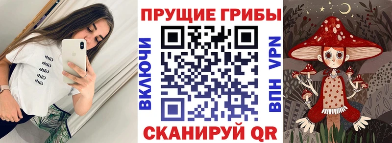Псилоцибиновые грибы Psilocybine cubensis  купить наркотики цена  blacksprut ССЫЛКА  Нариманов 